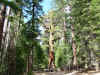 02_Grizzly_Giant.jpg (349920 Byte)