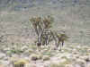 10_Joshua_Tree.jpg (320073 Byte)