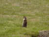 13GroundSquirrel.jpg (269578 Byte)