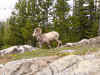 23Bighorn.jpg (272918 Byte)
