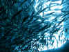 38SeaAquarium1.jpg (252974 Byte)