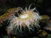 39SeaAquarium2.jpg (202673 Byte)
