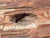 50_Petrified_2.jpg (231931 Byte)