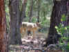 58_GC_Coyote.jpg (258392 Byte)